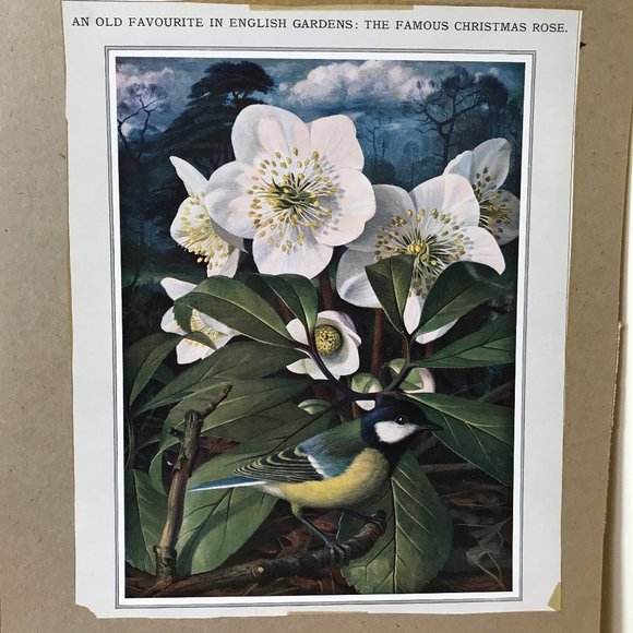 Famous English Christmas Rose Magazine Art Print on Cardboard Flowers & Bird - Picture 2 of 4